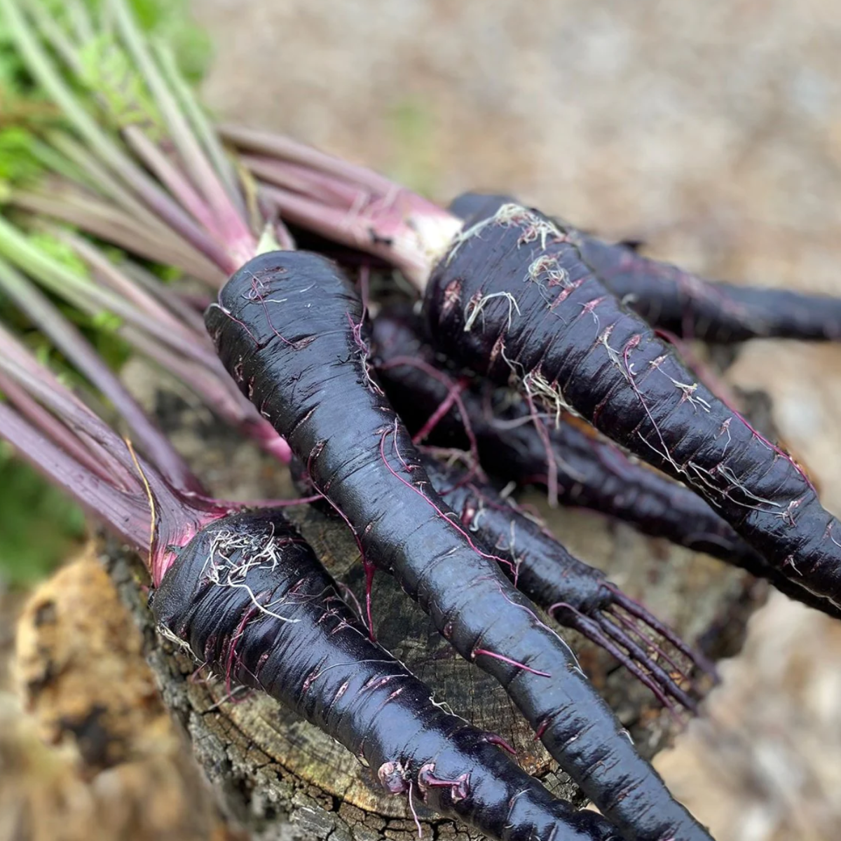 Black Carrot – The Deep Purple Root Rich in Natural Goodness - Yes Superfood