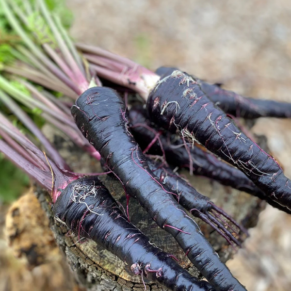 Black Carrot – The Deep Purple Root Rich in Natural Goodness - Yes Superfood