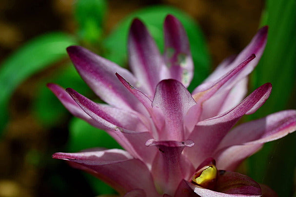 Close-up of fresh turmeric flower growing in natural farm environment