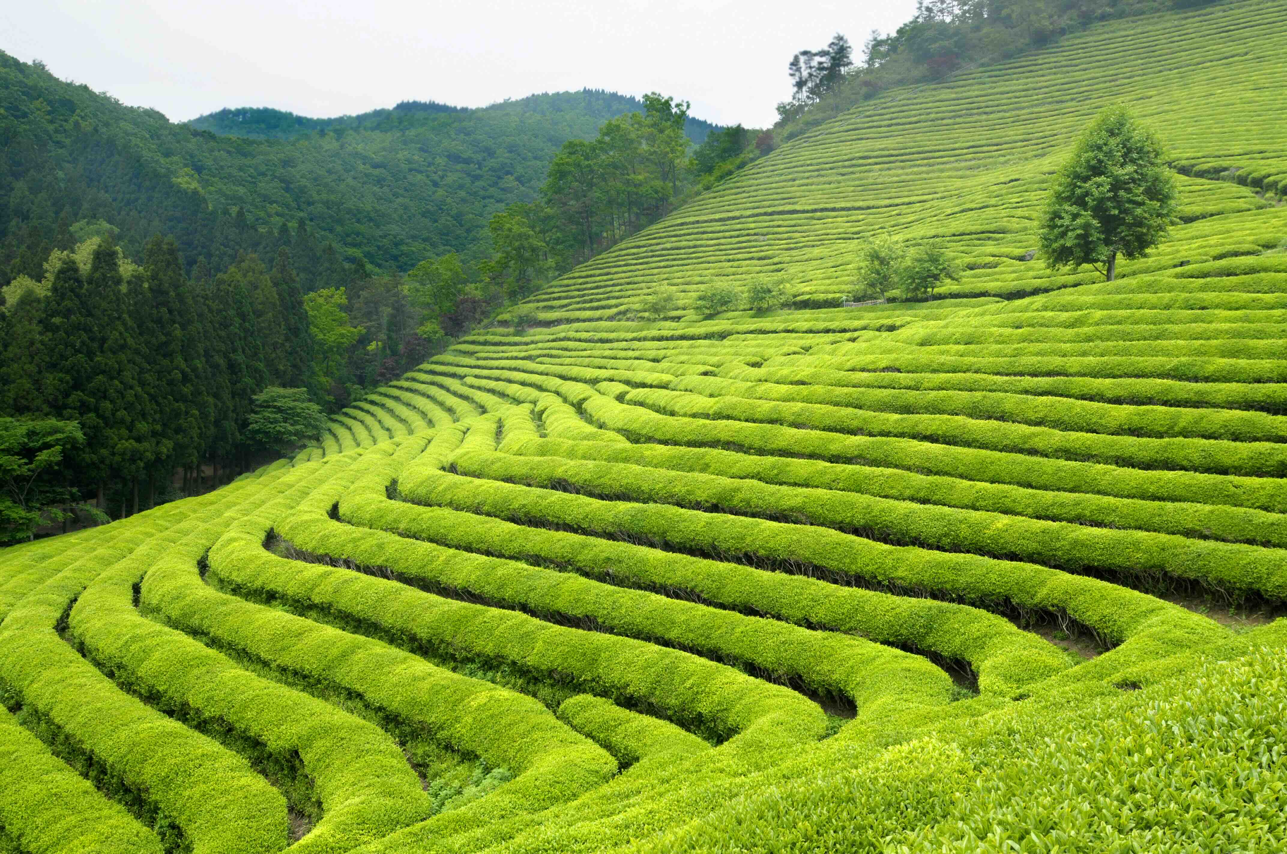 Green tea bushes arranged in curved rows on a hillside tea plantation